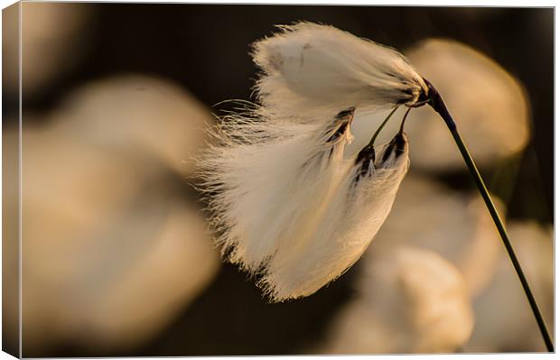 Cotton Grass in the Evening Sun Canvas Print by Phil Tinkler
