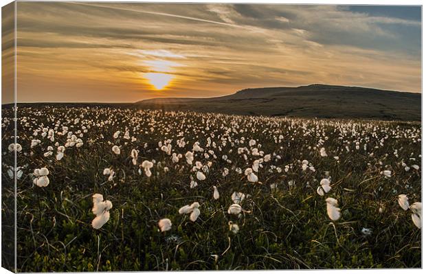 Moorland Sunset Canvas Print by Phil Tinkler