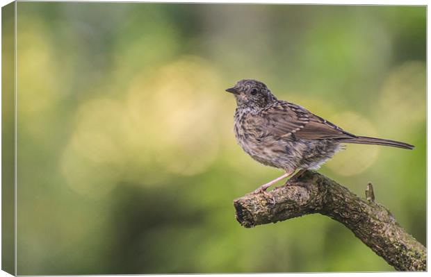 Young Dunnock Canvas Print by Phil Tinkler