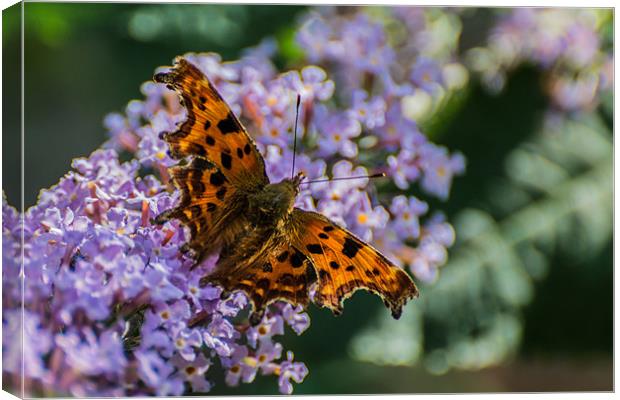 Comma Butterfly Canvas Print by Phil Tinkler