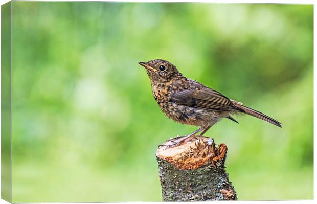 Juvenile Robin Perched on Tree Stump Canvas Print by Phil Tinkler