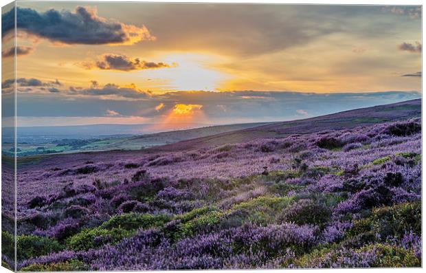 Purple Heather Sunset looking across to Manchester Canvas Print by Phil Tinkler