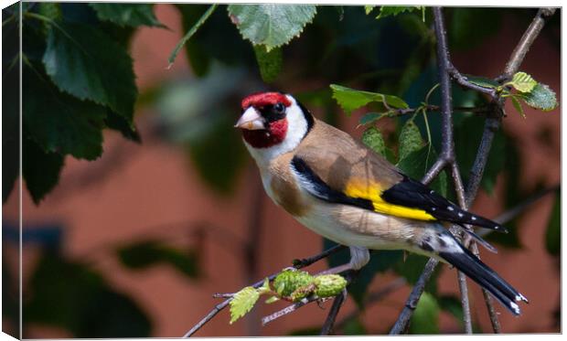 Goldfinch in a tree Canvas Print by Graeme B