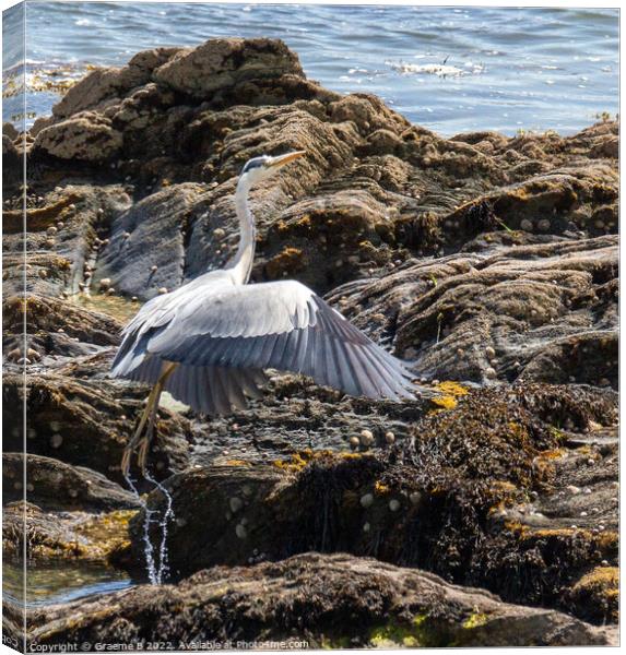 Looe Heron Canvas Print by Graeme B