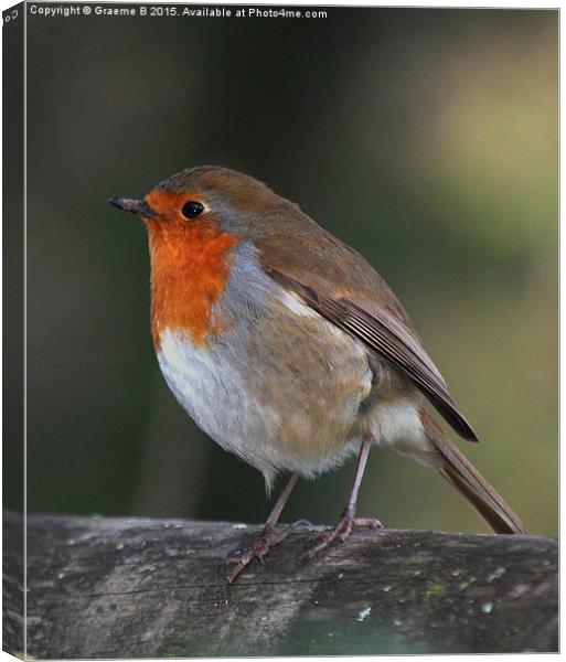  Babbacombe Robin Canvas Print by Graeme B