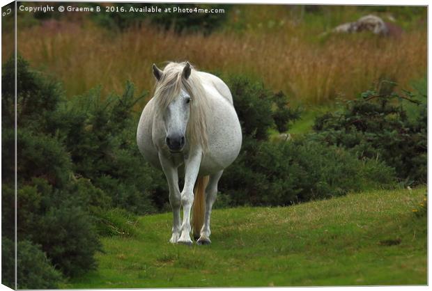 Dartmoor Pony  Canvas Print by Graeme B