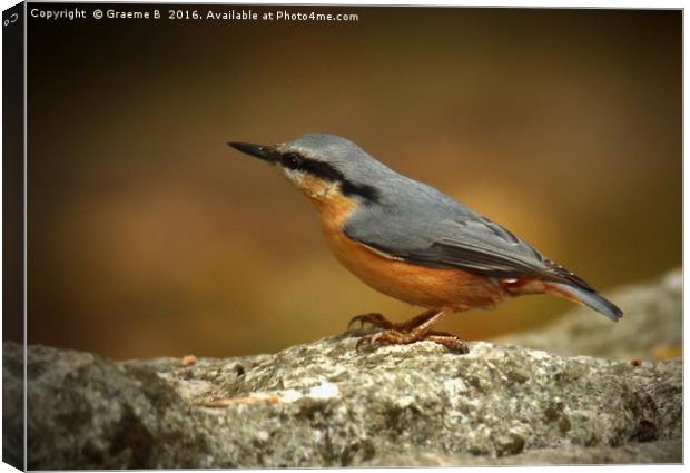 Nuthatch 5 Canvas Print by Graeme B