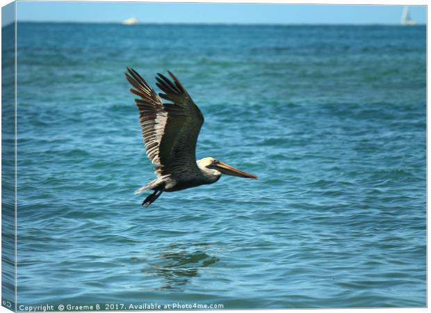 Pelican Fly Past Canvas Print by Graeme B