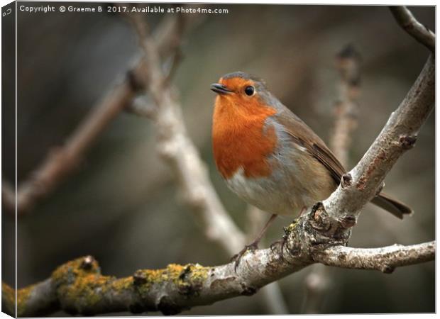 Sweet Robin Canvas Print by Graeme B