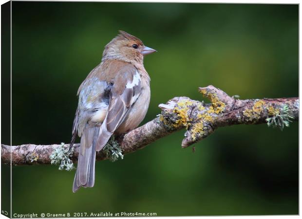 Juvenile Chaffinch 1 Canvas Print by Graeme B