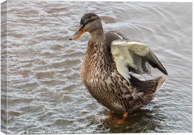 River Teign Duck Canvas Print by Graeme B