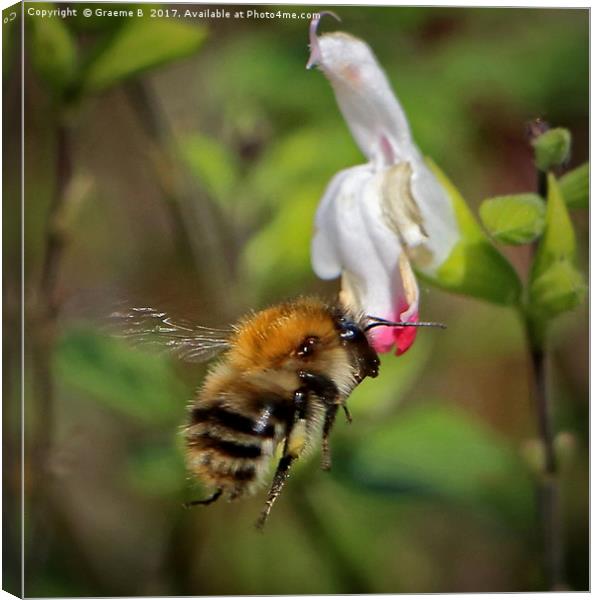 Bee coming in  Canvas Print by Graeme B