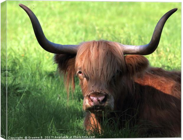 Bull Horns Canvas Print by Graeme B