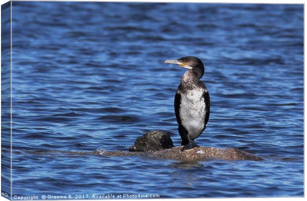 Lonely Cormorant Canvas Print by Graeme B