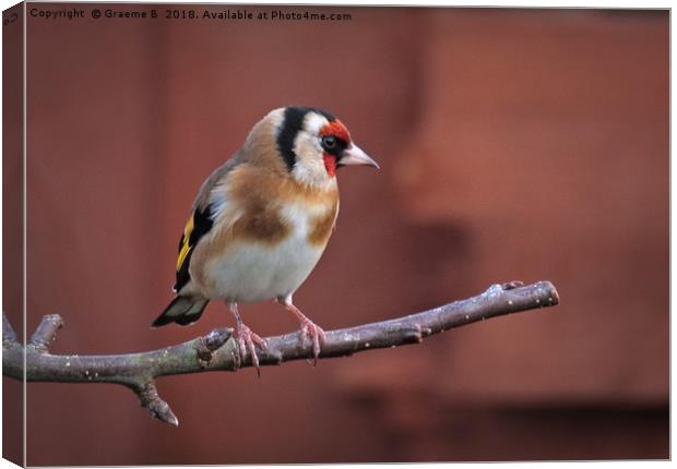 Goldfinch 19 Canvas Print by Graeme B