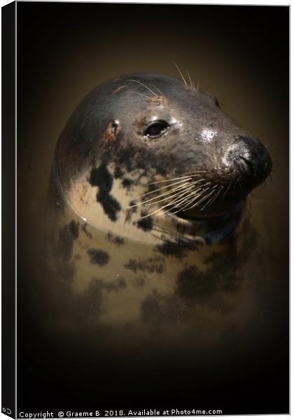 Portrait of a Seal Canvas Print by Graeme B
