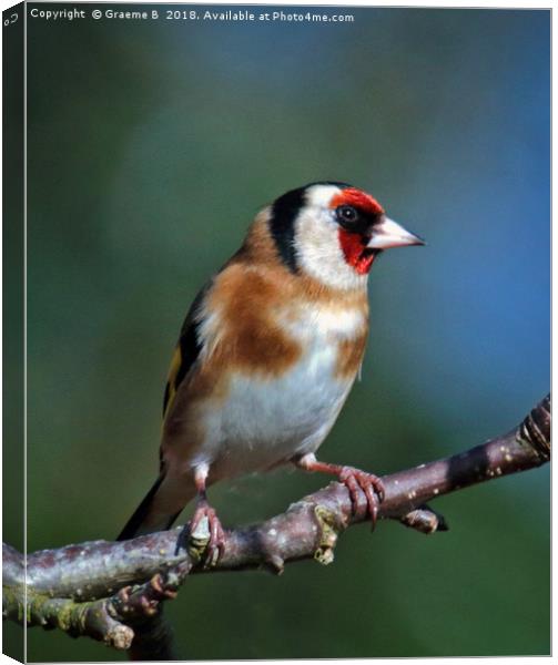 Goldfinch In The Bush Canvas Print by Graeme B