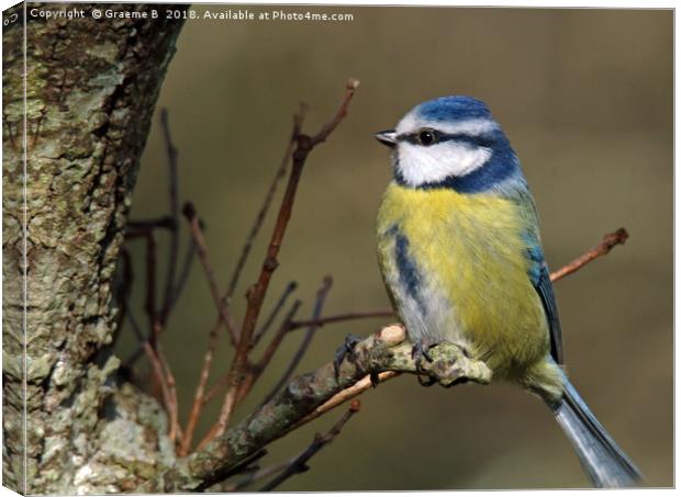 Blue Tit 3 Canvas Print by Graeme B