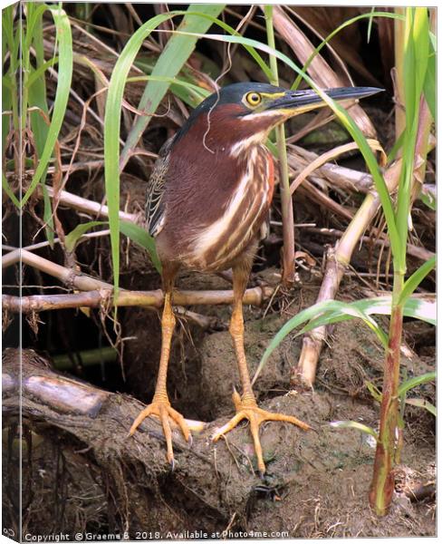 Green Heron Canvas Print by Graeme B