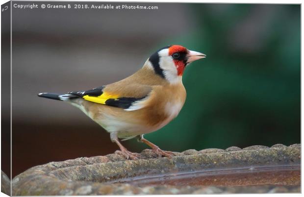 Goldfinch Drinking Canvas Print by Graeme B