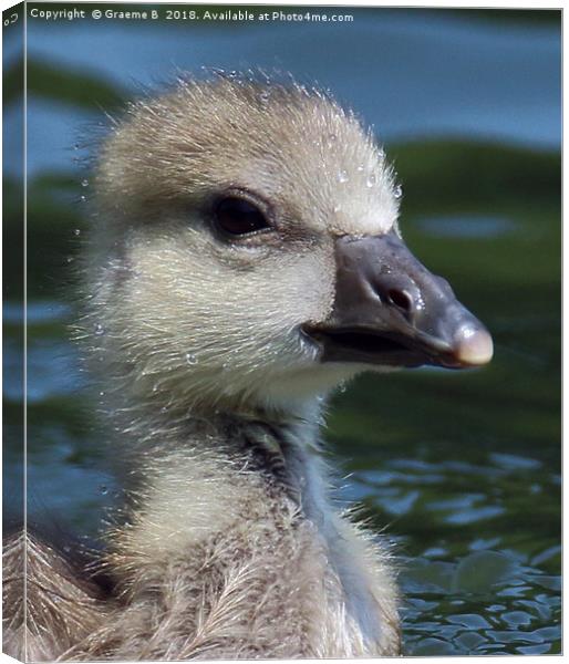 White Fronted Goose (chick) Canvas Print by Graeme B