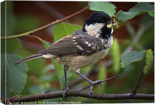 Marsh Tit 4 Canvas Print by Graeme B