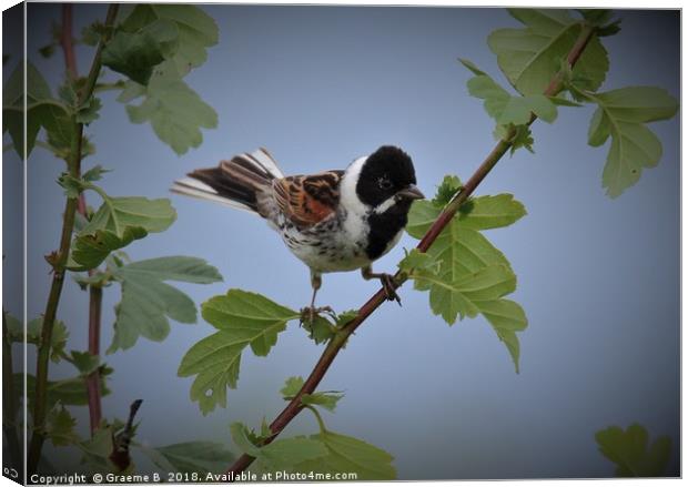 Male Reed Bunting2 Canvas Print by Graeme B
