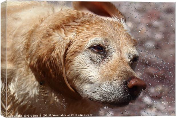 Shaking Labrador Canvas Print by Graeme B