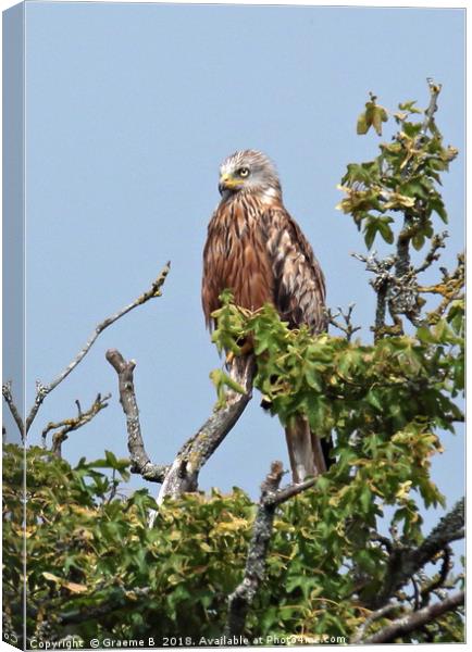 Redkite (Fingest) Canvas Print by Graeme B