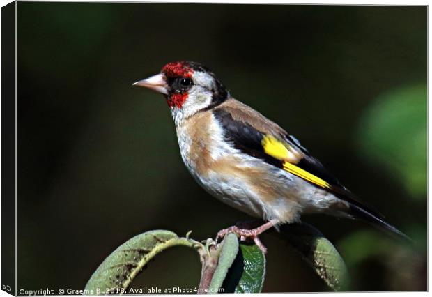 Goldfinch ... Canvas Print by Graeme B