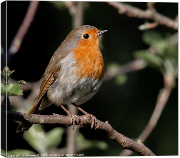 Robin in thought Canvas Print by Graeme B