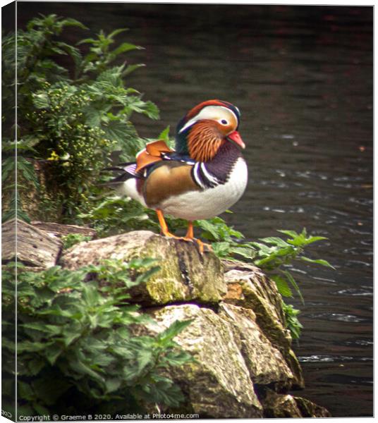 Mandarin Duck on Look Out Canvas Print by Graeme B