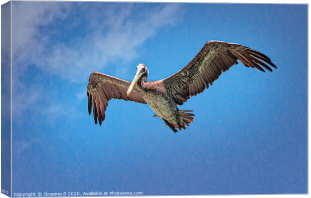 Pelican in Blue Sky Canvas Print by Graeme B