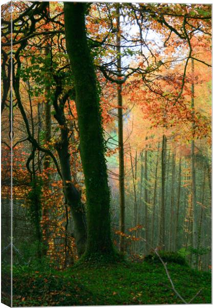 Colorful Trees Canvas Print by Dave Bell