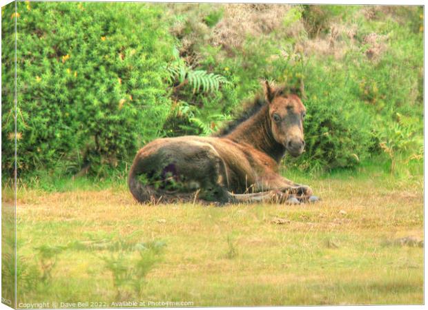 Dartmoor Pony Foal Canvas Print by Dave Bell