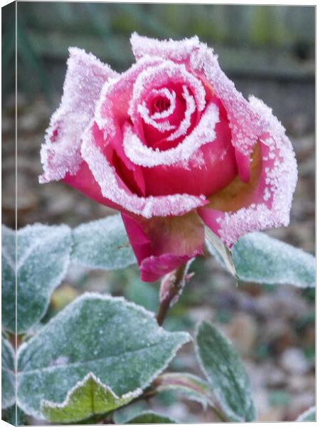 Frosty Rose Canvas Print by Dave Bell