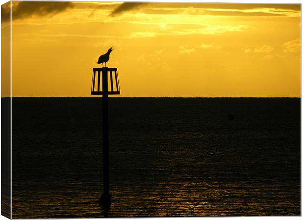 Squawking Seagull Canvas Print by Dave Bell