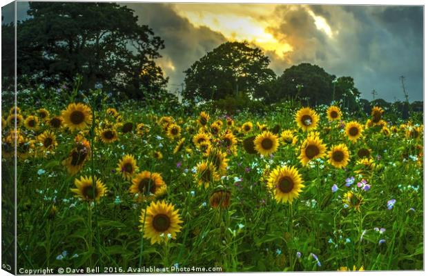 Field Of Sunflowers Canvas Print by Dave Bell