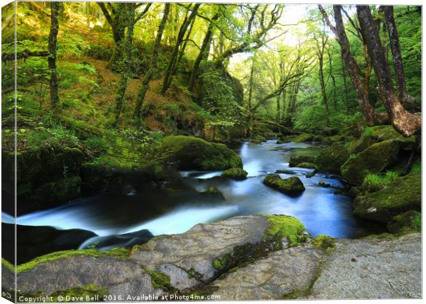Woodland Water Canvas Print by Dave Bell