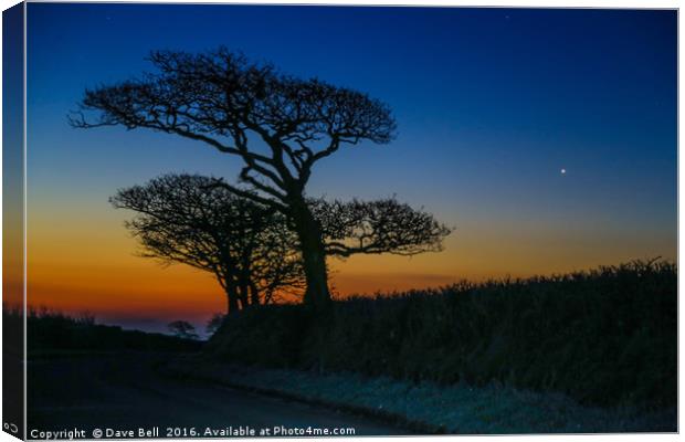 Oak Tree Sunrise Canvas Print by Dave Bell