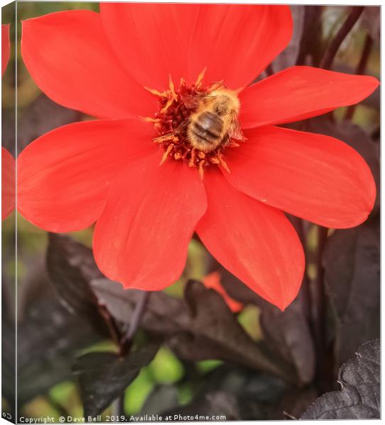 Honey Bee on Dahlia Canvas Print by Dave Bell