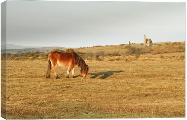 Bodmin Moor Pony Canvas Print by Dave Bell