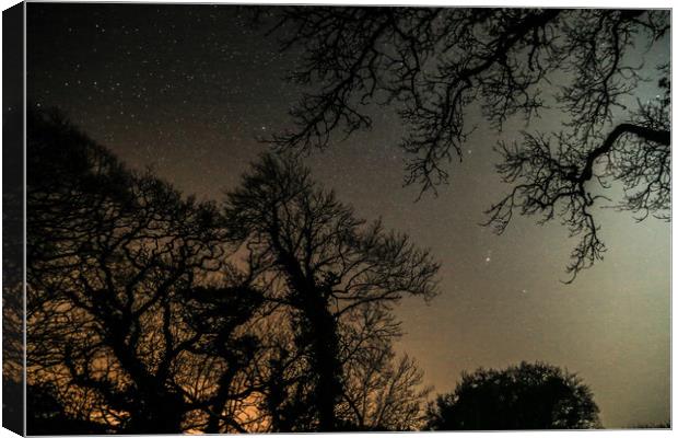 Night Sky Through Trees Canvas Print by Dave Bell