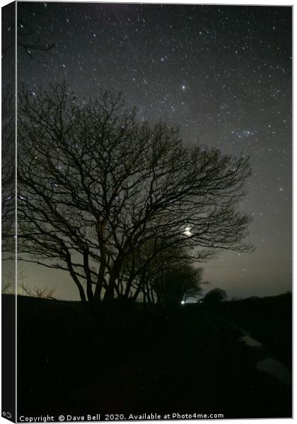 Night Sky Through Trees. Canvas Print by Dave Bell