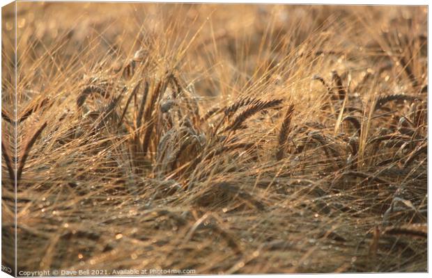 Ears of grain crop close up Canvas Print by Dave Bell
