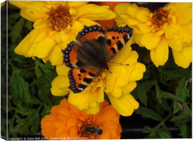 Red Admiral butterfly Canvas Print by Dave Bell