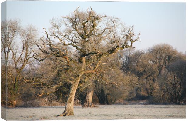 Dying  Oak Tree On A Frosty Morning Canvas Print by Dave Bell