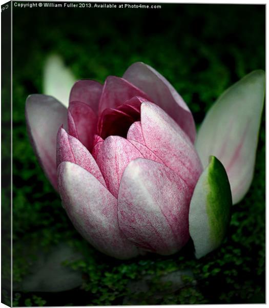 Water Lily Canvas Print by William Fuller