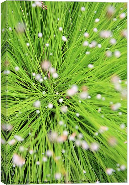 Green Lines Canvas Print by Glynne Pritchard