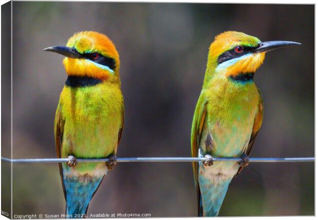 Colourful Rainbow Bee-Eaters Canvas Print by Susan Moss